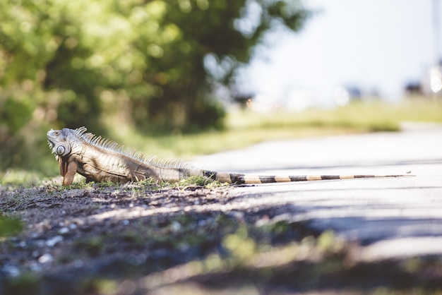 Un'iguana a terra