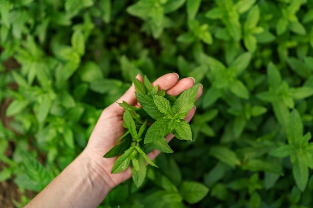 Un mazzo di menta fresca in mani femminili