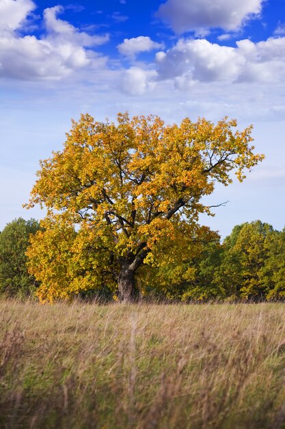 Un meraviglioso albero di autunno