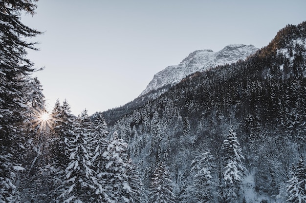Un paesaggio con molti abeti e alte montagne rocciose coperte di neve sotto la luce del sole