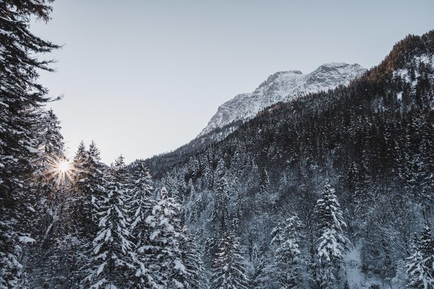 Un paesaggio con molti abeti e alte montagne rocciose coperte di neve sotto la luce del sole