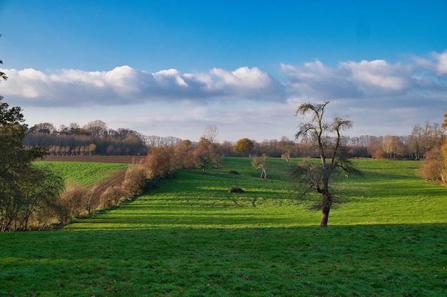 Un paesaggio verde con alberi spogli autunnali, nuvole sullo sfondo