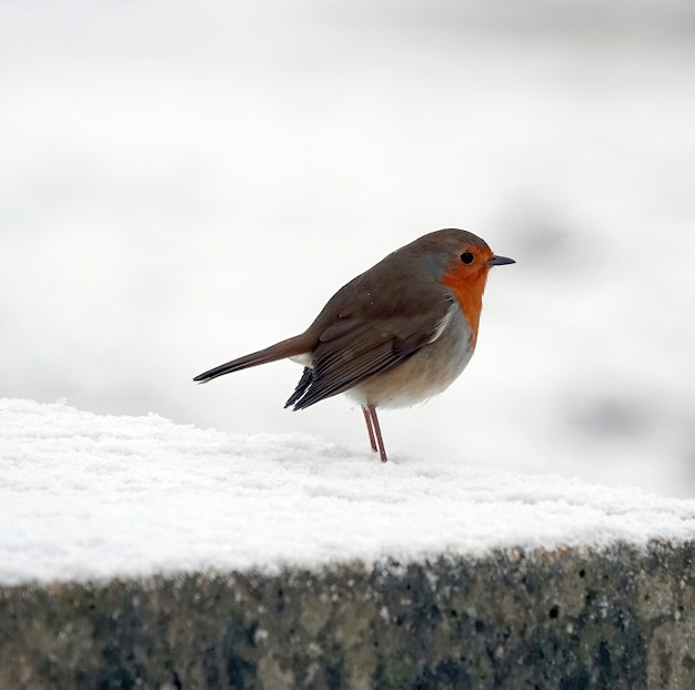 Un pettirosso europeo paffuto fa un'offerta in piedi su una superficie di pietra innevata