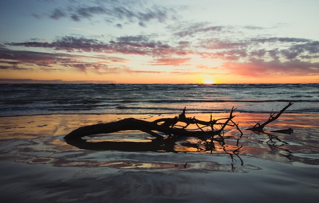 Un pezzo di albero con metà rami annegati nell'acqua dell'oceano durante il tramonto