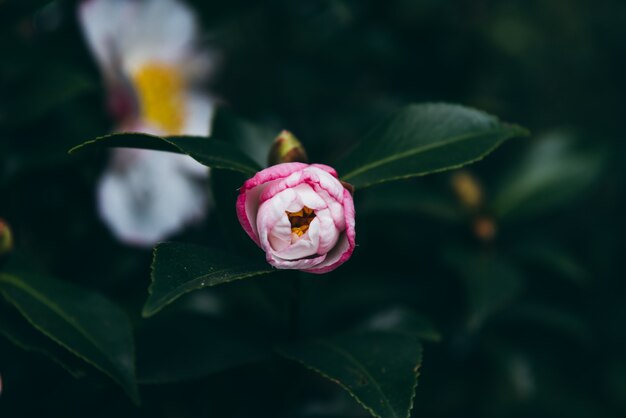 Un primo piano del fiore rosa