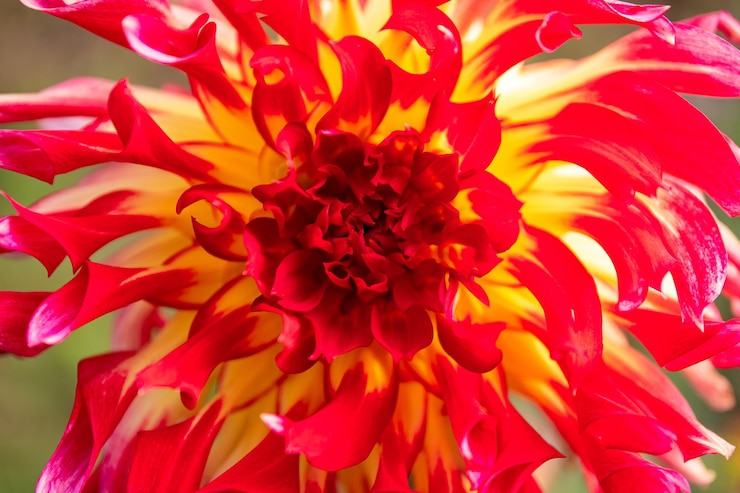 Foto gratuito un primo piano di un fiore