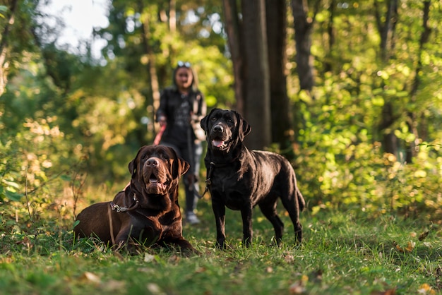 Un ritratto di due labrador nero e marrone in parco con il proprietario dell&#39;animale domestico