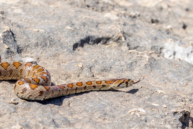 Un serpente leopardo adulto o un serpente ratto europeo che striscia sulle rocce