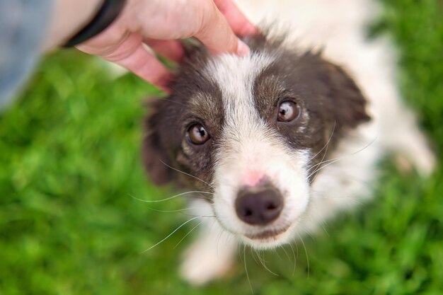 Un simpatico cucciolo bianco e nero con occhi adorabili è coccolato da una persona
