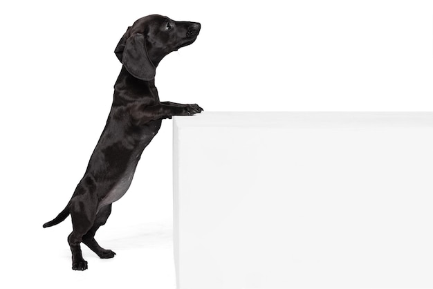 Un simpatico cucciolo giocoso bassotto cane in piedi sulle zampe posteriori in posa isolato su sfondo bianco per studio