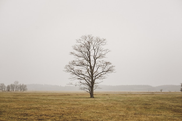 Un singolo albero solo in un campo nel campo nebbioso e nel cielo grigio