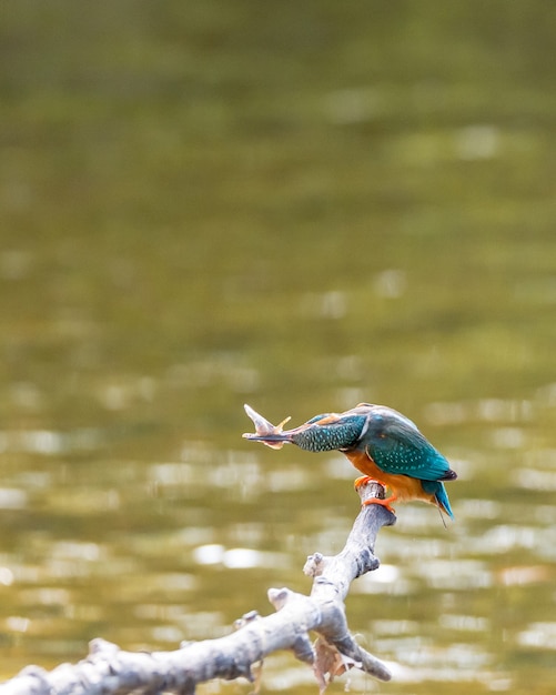 Un uccello tropicale in ambiente naturale