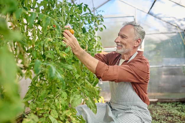 Un uomo barbuto nella serra con i pomodori in mano