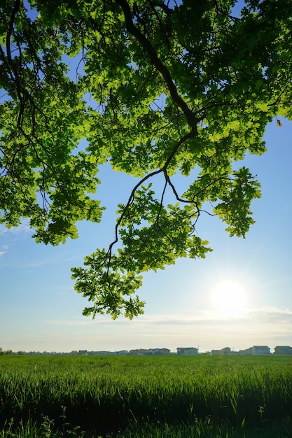 Un villaggio lontano vicino a una foresta e un campo di grano verde in primavera