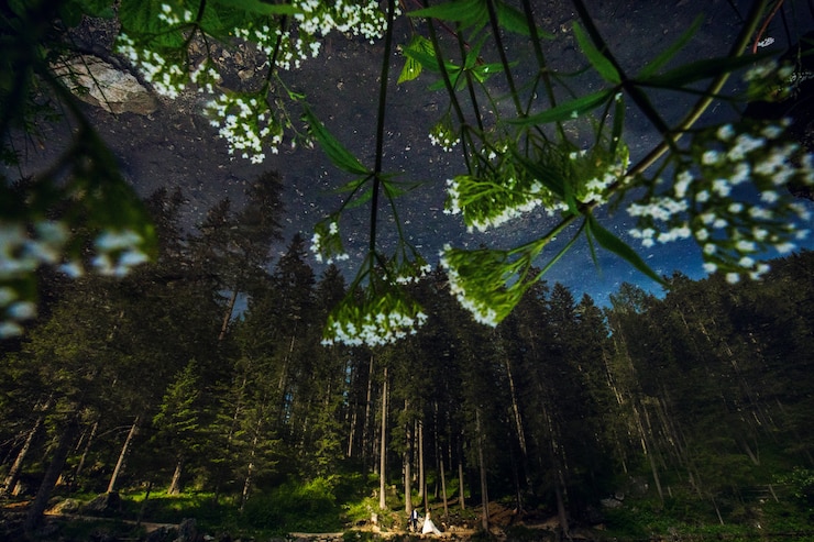 Foto gratuito una bella coppia di sposi si trova sotto gli alberi alti nella foresta notturna