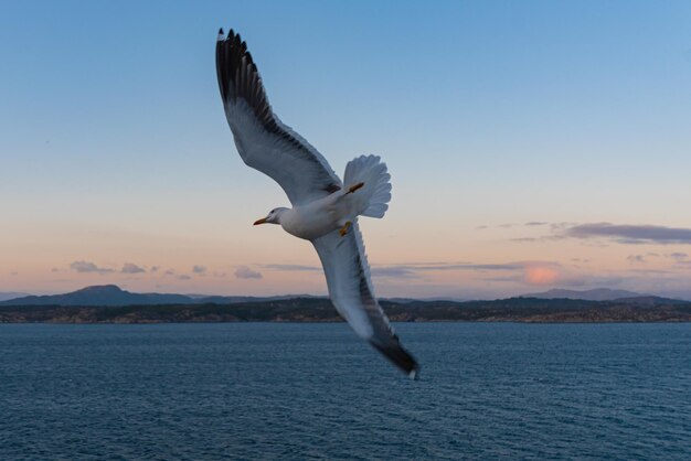 Una bella foto delle onde del mare Un uccello che vola