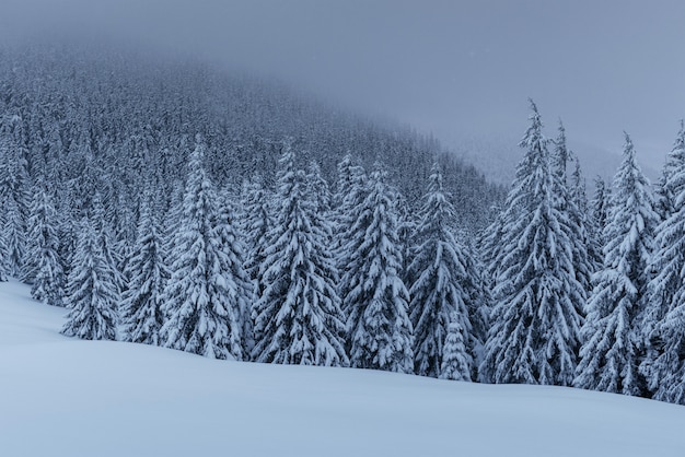 Una calma scena invernale. Abeti coperti di neve stanno in una nebbia.