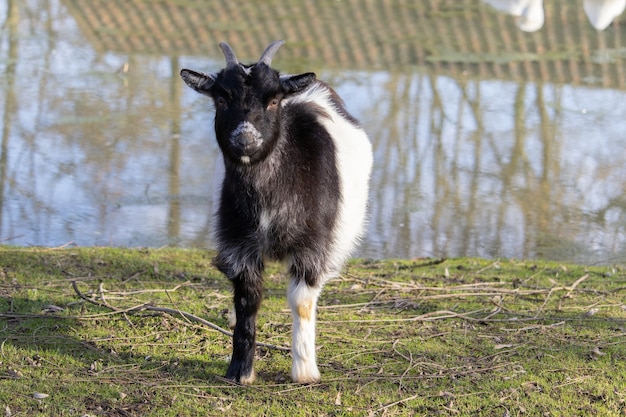 Una capra in bianco e nero in piedi sul campo erboso accanto a uno stagno