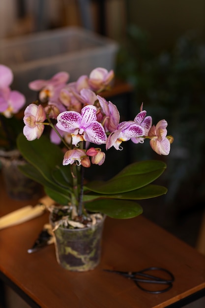 Una donna che decora la sua casa con orchidee