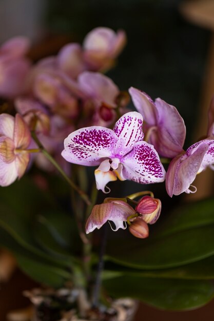 Una donna che decora la sua casa con orchidee