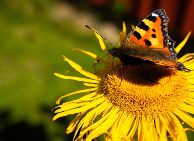 una farfalla su un girasole