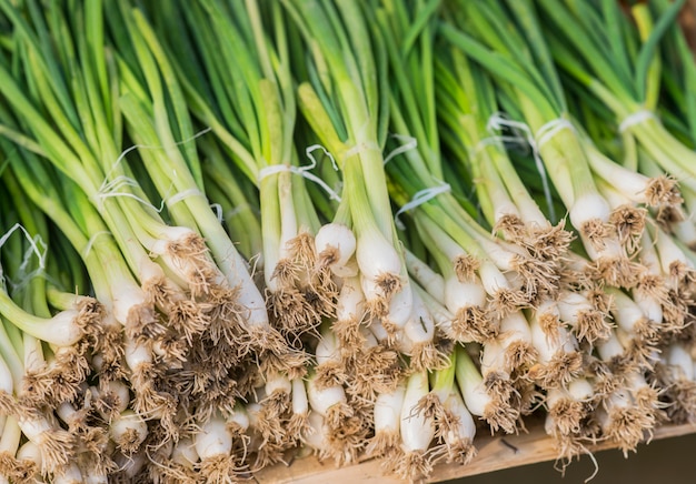 Una fila ordinata di cipolle in primavera confezionate con elastici rossi pronti per la vendita al mercato. Cipollotto. Cipolla verde primavera matura. Foglie di cipolla verde