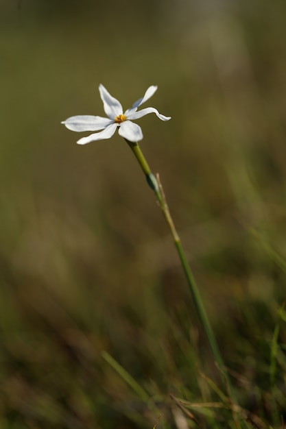 Una fioritura Narcissus obsoletus daffodil