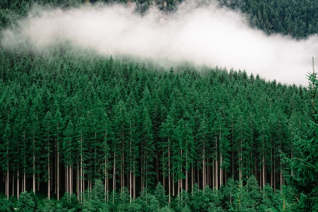 Una fitta foresta con alti pini e nebbia