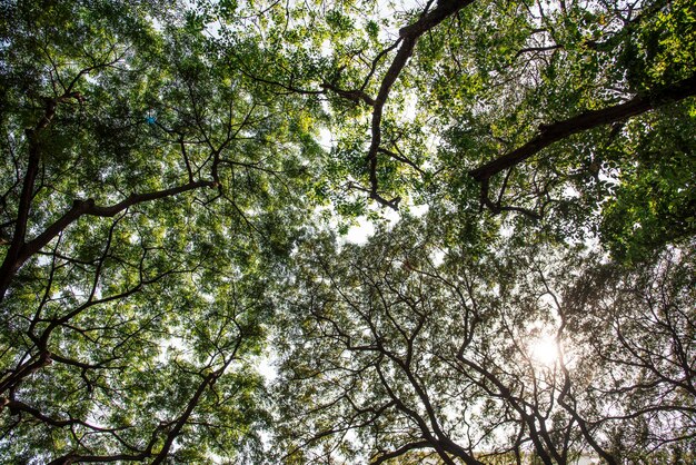 Una foglia verde naturale in un parco