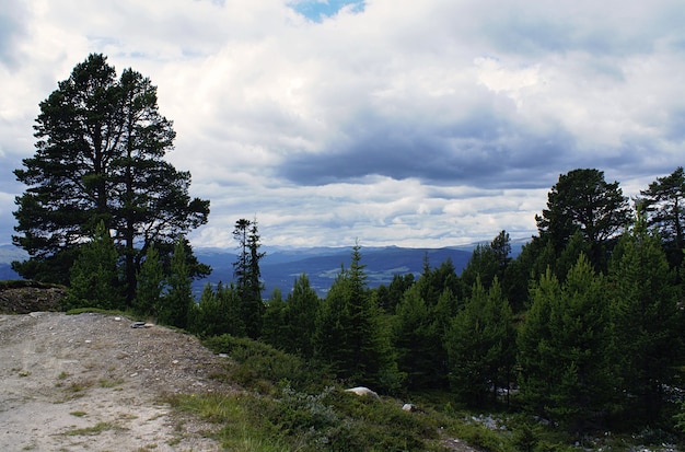 Una foresta con molti alberi verdi circondata da alte montagne sotto un cielo nuvoloso in Norvegia