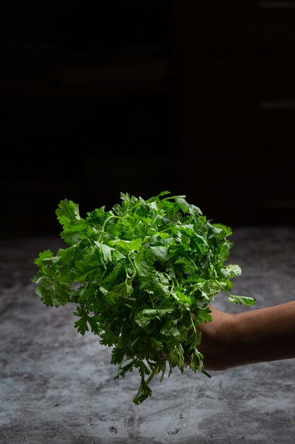 Una mano che tiene il coriandolo verde fresco