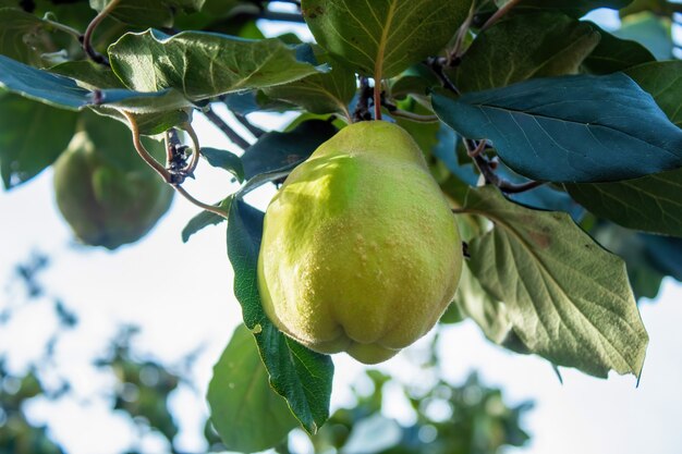 Una mela cotogna verde in crescita con muschio in superficie, foglie verdi intorno