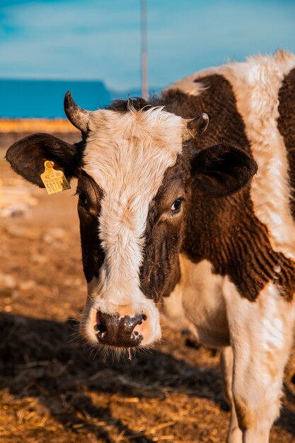 Una mucca svizzera con motivi neri bianchi sulla pelle e etichetta nell'orecchio