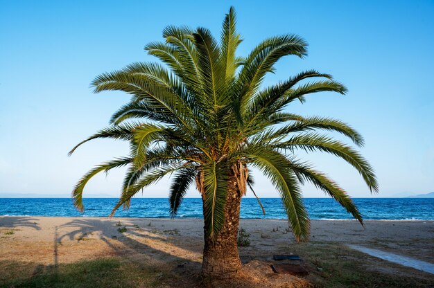 Una palma con spiaggia e mare Egeo, Grecia