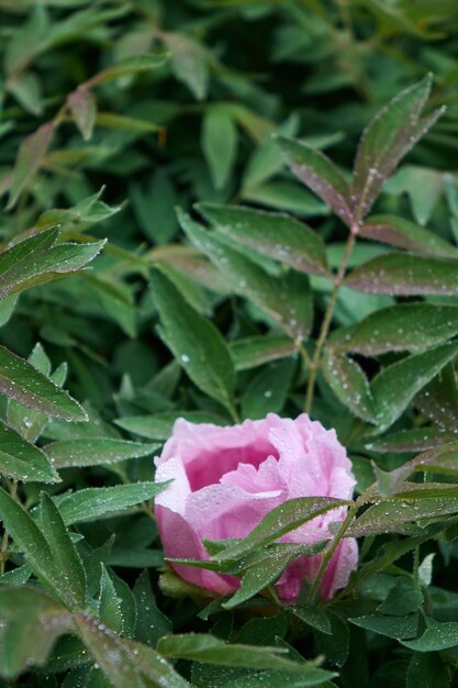 Una peonia di fiori rosa su un cespuglio fiorito con gocce di rugiada ha sparato in primo piano con messa a fuoco morbida all'alba nella primavera estiva al giardino botanico