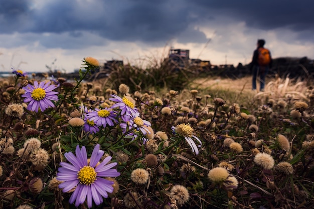 Una persona che fa un'escursione tra i fiori di Kalimeris in fiore in Corea del Sud