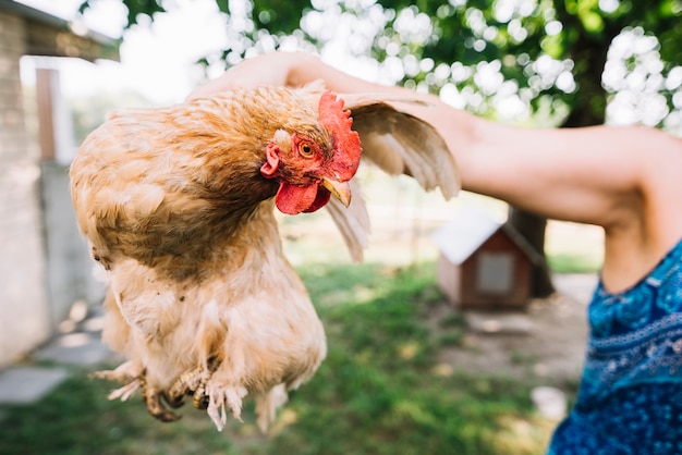 Una persona che tiene in mano gallina all&#39;aperto