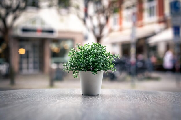 Una piccola pianta in un vaso sullo sfondo di una strada cittadina