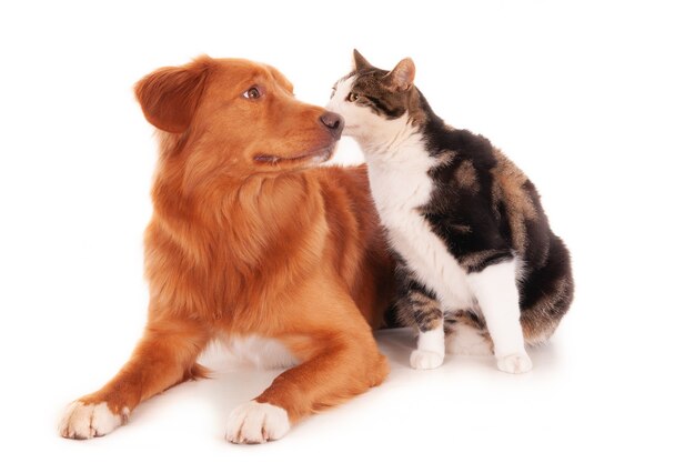 Una ripresa isolata di un cane Retriever che si accovaccia con un gatto calico davanti a uno sfondo bianco