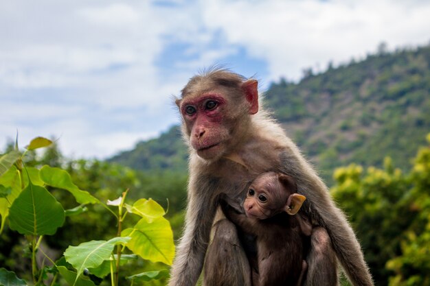 Una scimmia e il suo bambino
