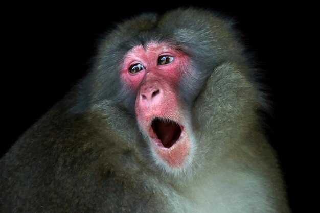 Una scimmia giapponese Macaca fuscata fuscata closeup faccia Macaca fuscata fuscata closeup