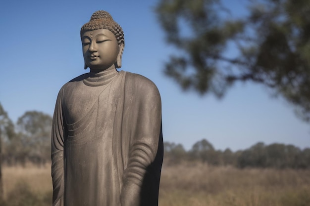 Una statua di Buddha siede in un campo con un albero sullo sfondo