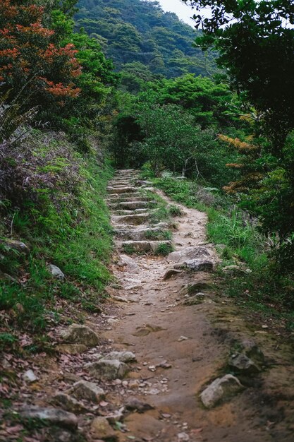 Una strada che porta alle verdi montagne