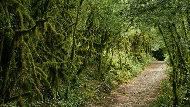 Una strada deserta circondata da alberi verdi coperti di muschio