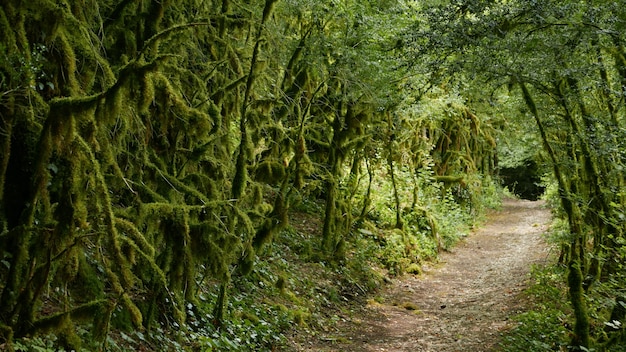 Una strada deserta circondata da alberi verdi coperti di muschio