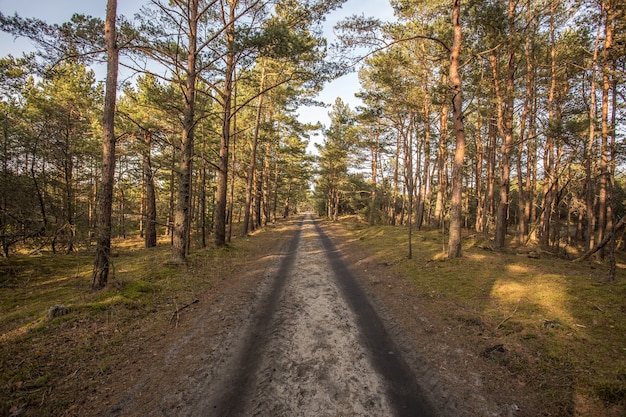 Una strada deserta nel mezzo di una foresta con alberi ad alto fusto