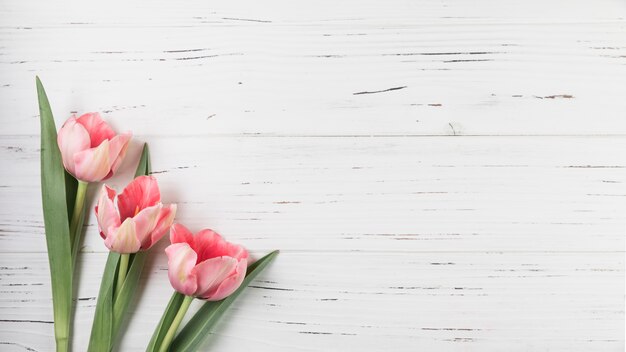 Una vista aerea dei tulipani rosa sul contesto strutturato in legno bianco