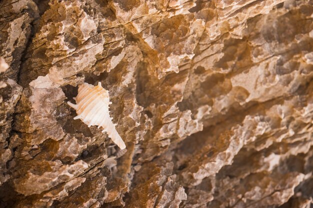 Una vista aerea della conchiglia di conchiglia su sfondo texture rock