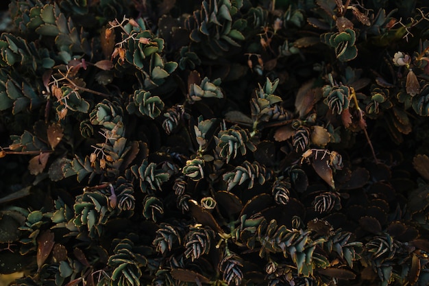 Una vista aerea della pianta del cactus