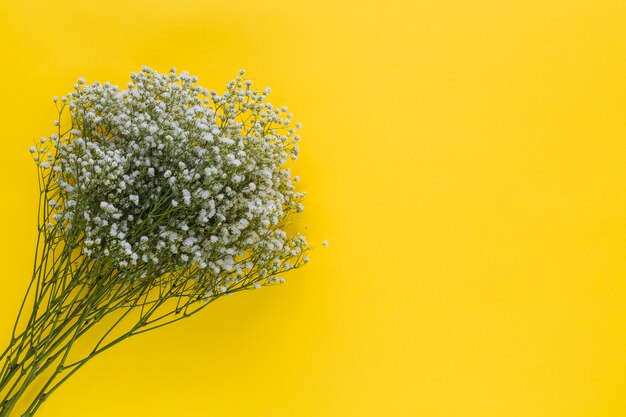 Una vista aerea di fiori baby&#39;s-respiro su sfondo giallo